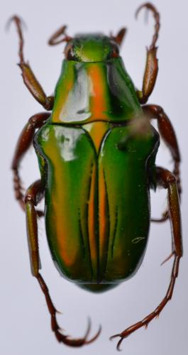 Réf. 256 181 : Pygora ignita